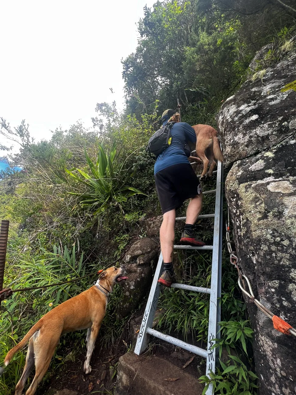 Un homme monte un chien sur une échelle dans le sentier de Roche Verre Bouteille sur l’île de la Réunion.