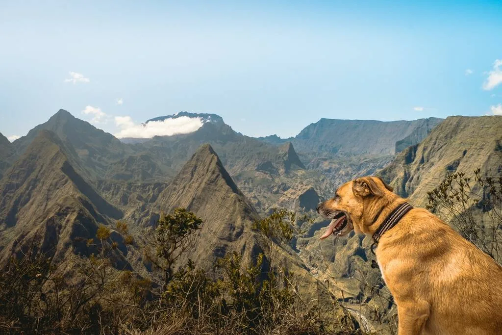 Chien devant le Cirque de Mafate 