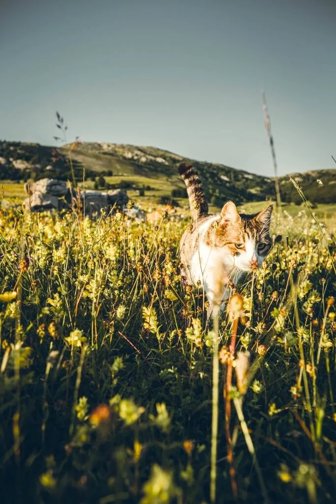 Chat dans un champ