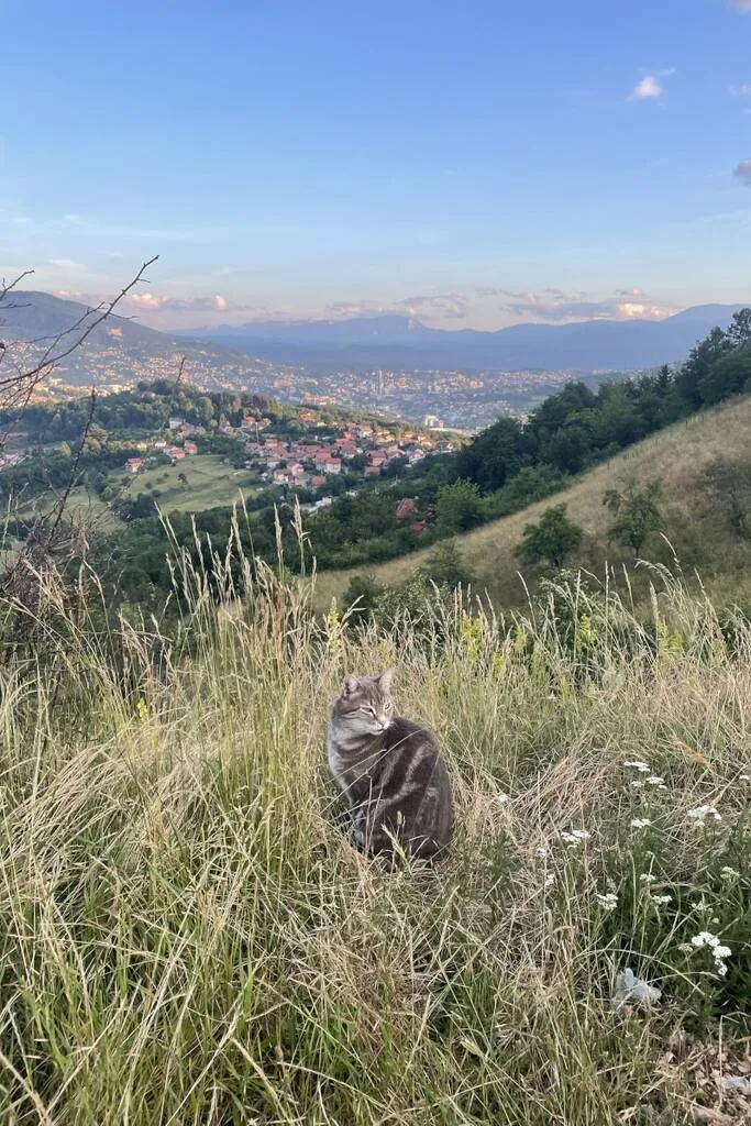 un chat devant un paysage de la Bosnie-Herzégovine