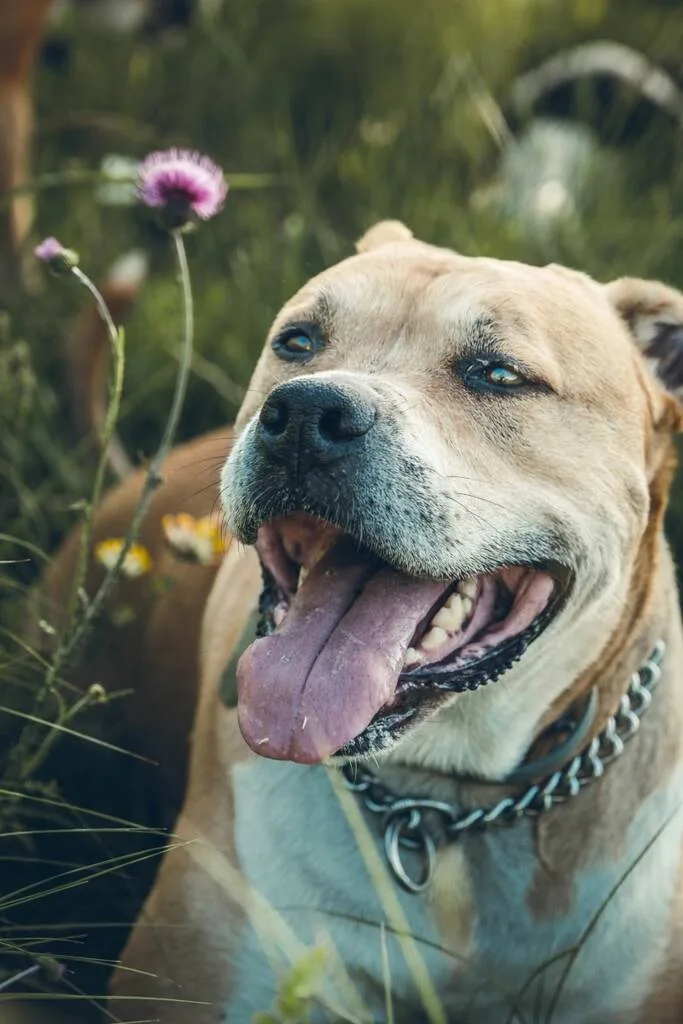 portrait d'un chien