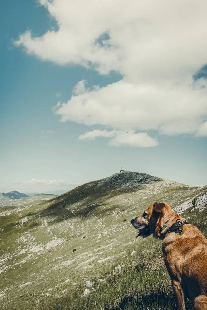 Chien devant un paysage de Bjelasnica en Bosnie-Herzégovine