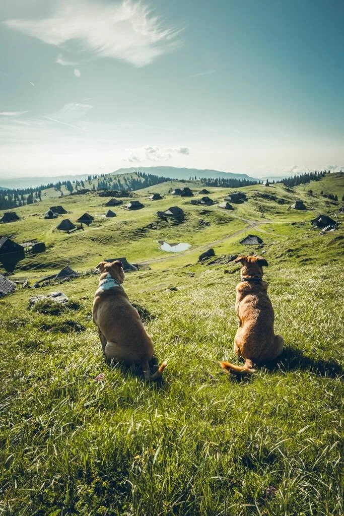 Les animaux en van aménagé en Slovénie ne sont pas du tout un soucis.