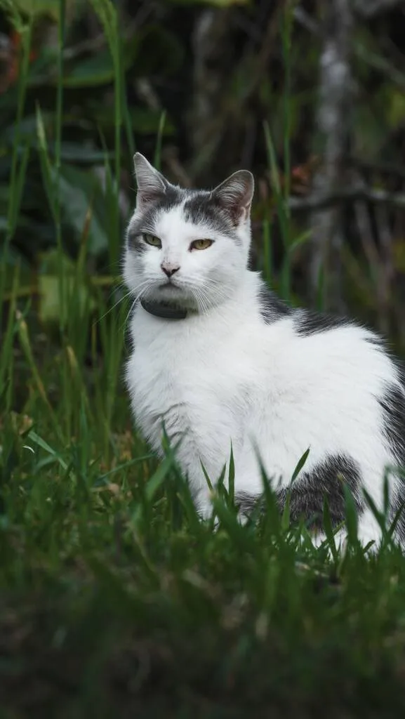Chat dans l'herbe