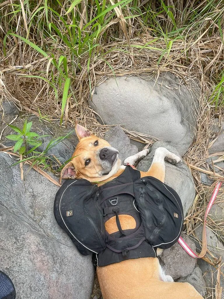 Chien avec son sac de randonnée sur un caillou