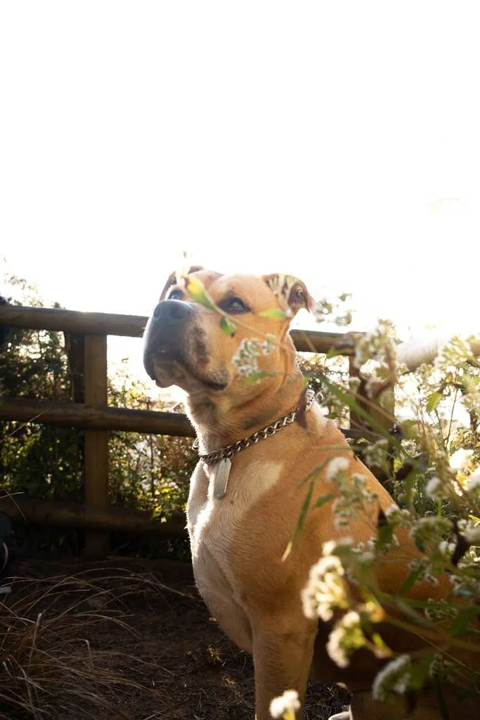 Chien à la Réunion