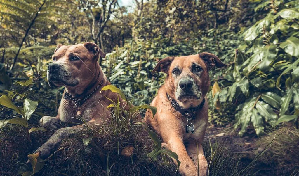 Chiens dans la verdure de La Réunion.