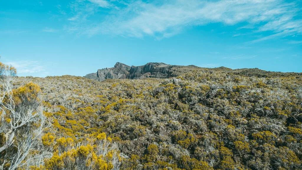 Faune et flore du Piton des Neiges à la Réunion