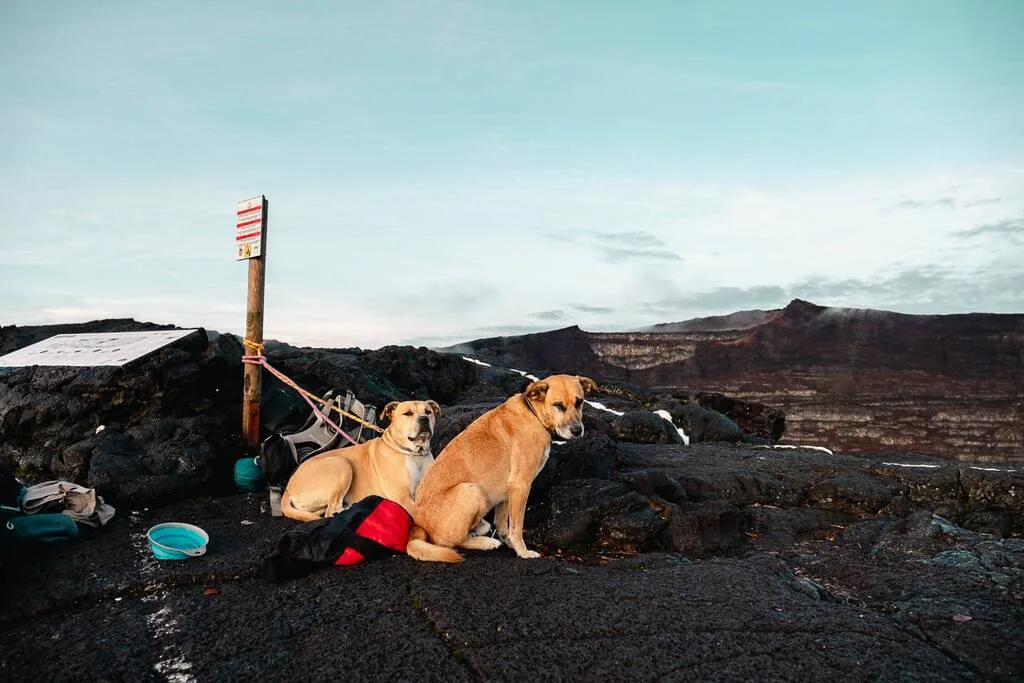 Deux chiens au sommet du Piton de la Fournaise à la Réunion