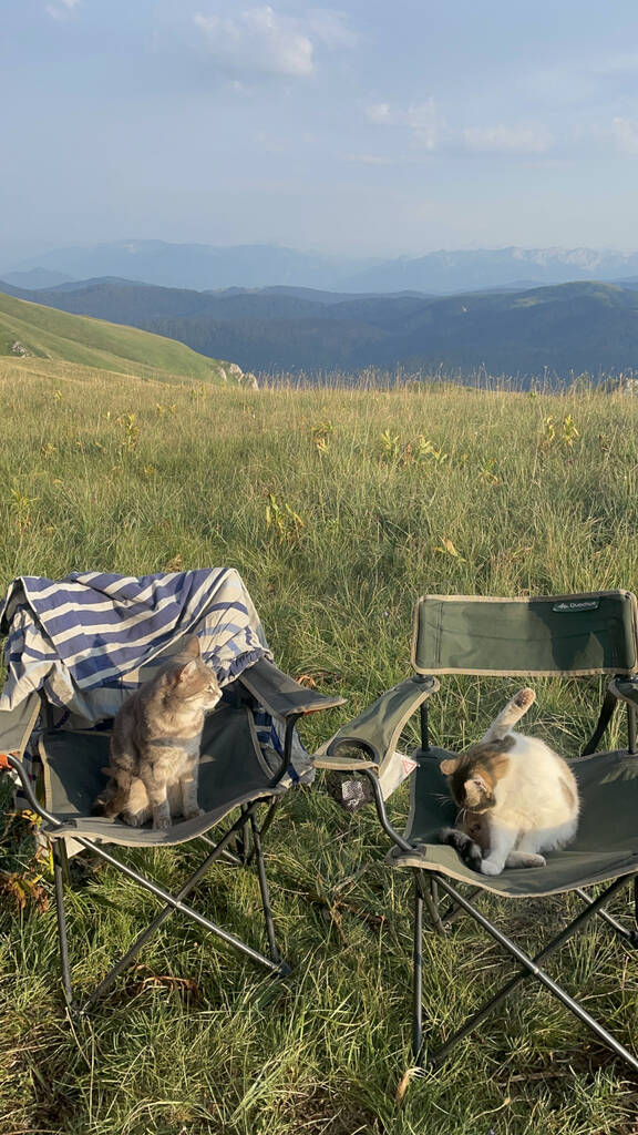 2 chats sur des chaises devant une vue du Monténégro