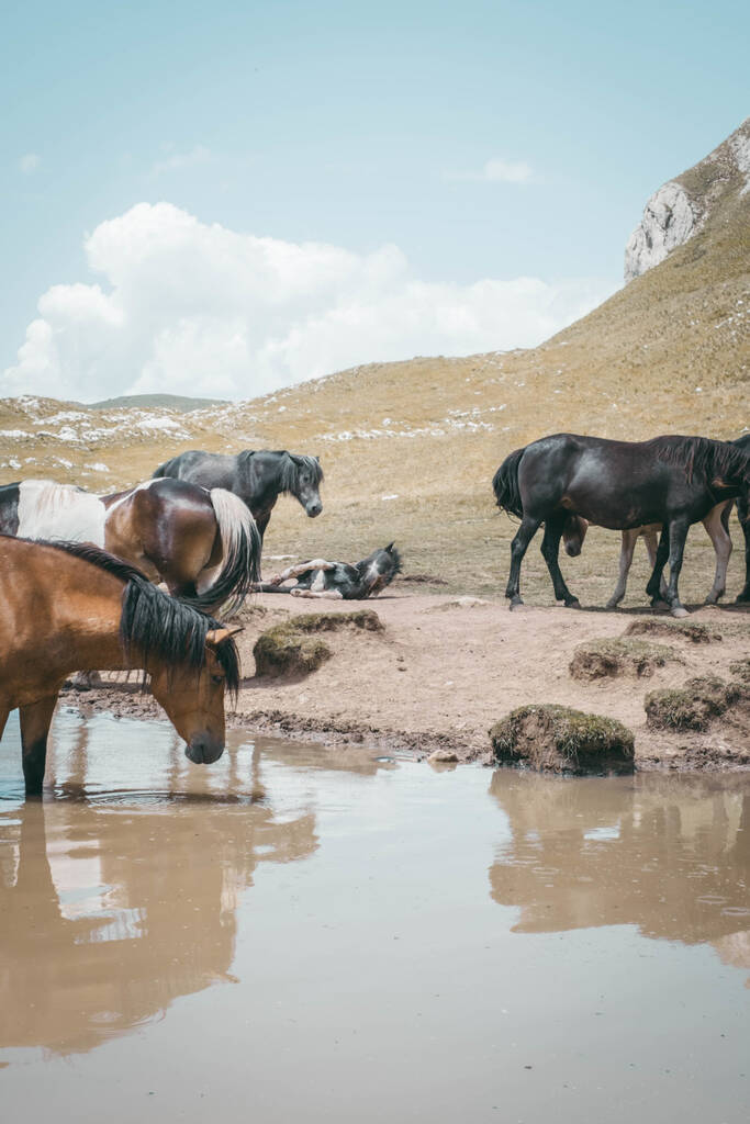 Chevaux en train de se désaltérer dans le Durmitor au Monténégro