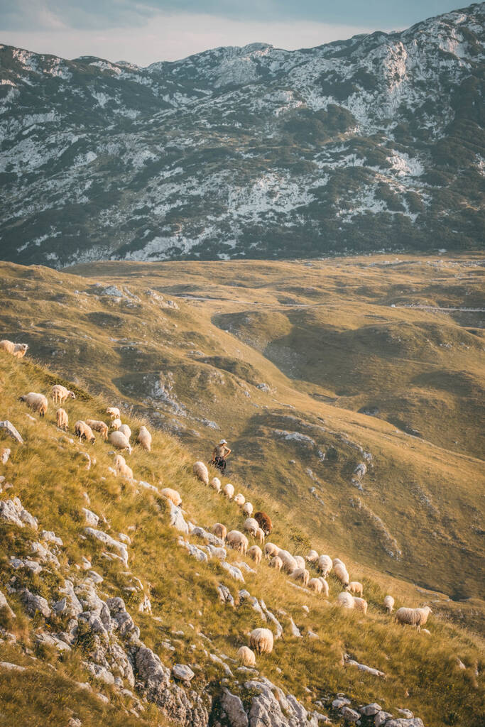 Troupeau avec son berger dans le parc du Durmitor au Monténégro
