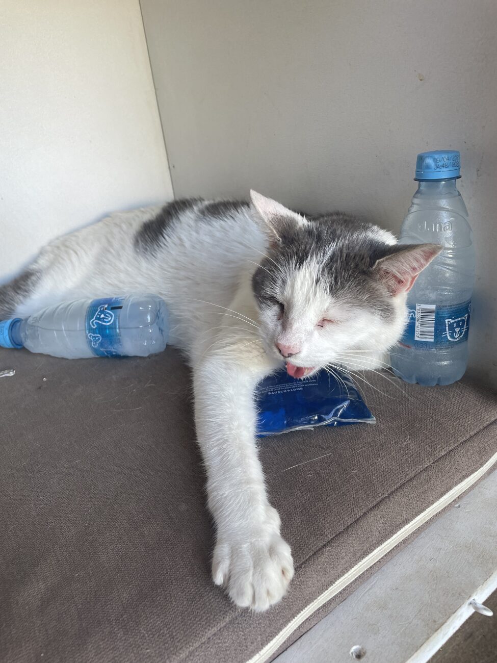 un chat blanc et gris qui tire la langue à cause de la chaleur avec des bouteilles gelées autour de lui