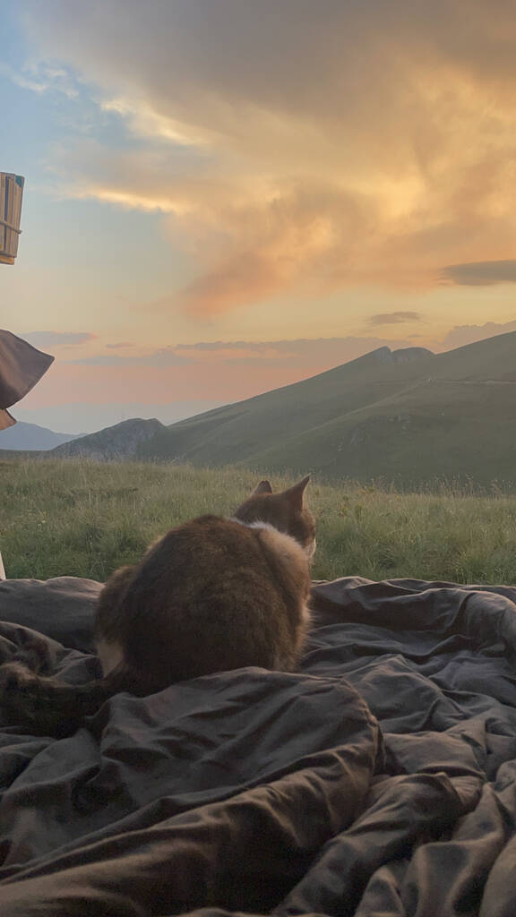 un chat devant un coucher de soleil dans les montagnes au Monténégro