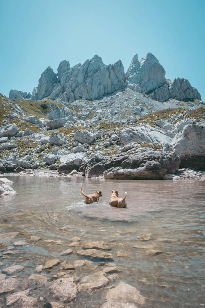 deux chiens dans un petit lac en montagne sur la randonnée du Bobotov Kuk au Monténégro
