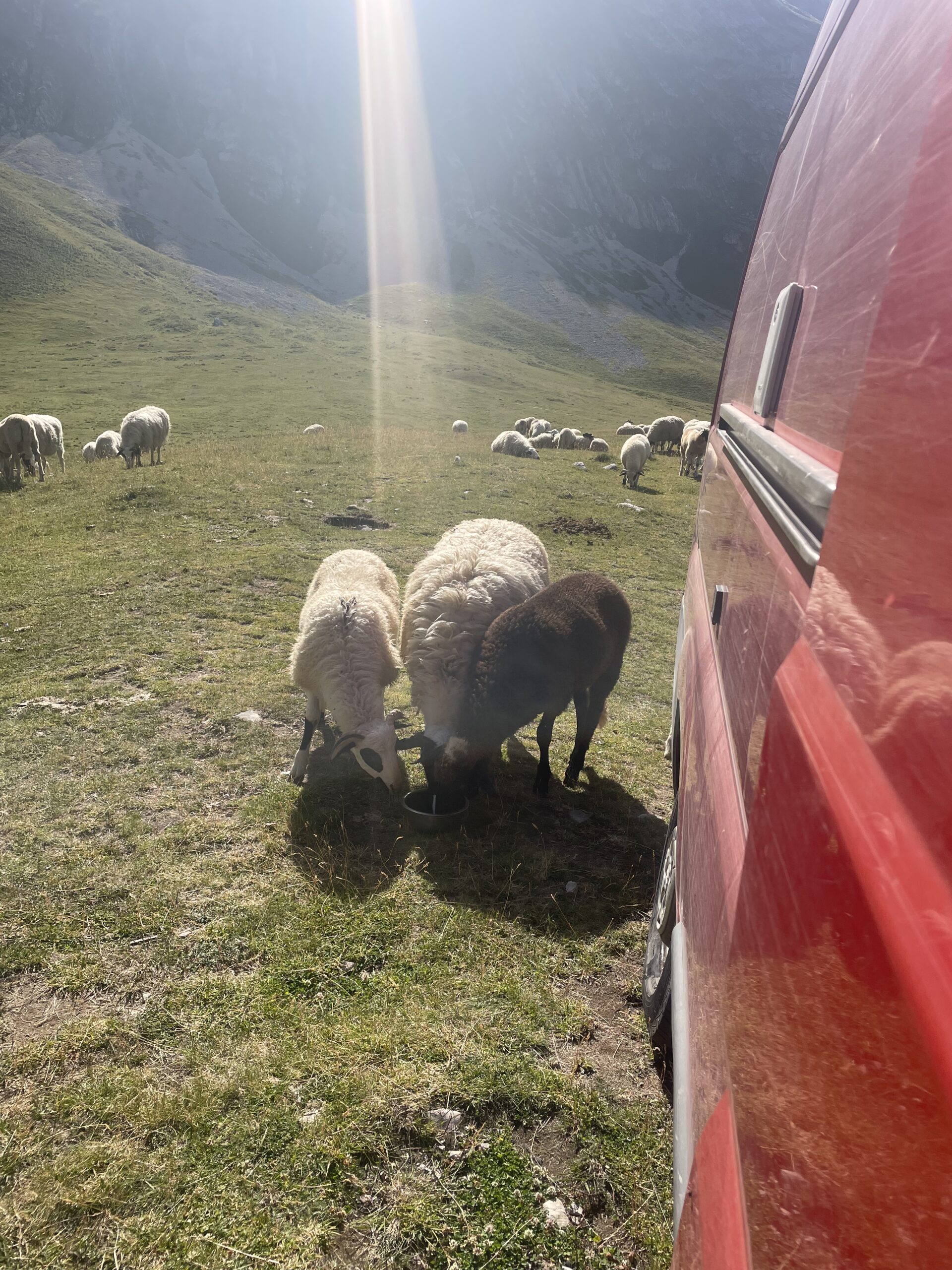 des moutons prés d'un véhicule au monténégro