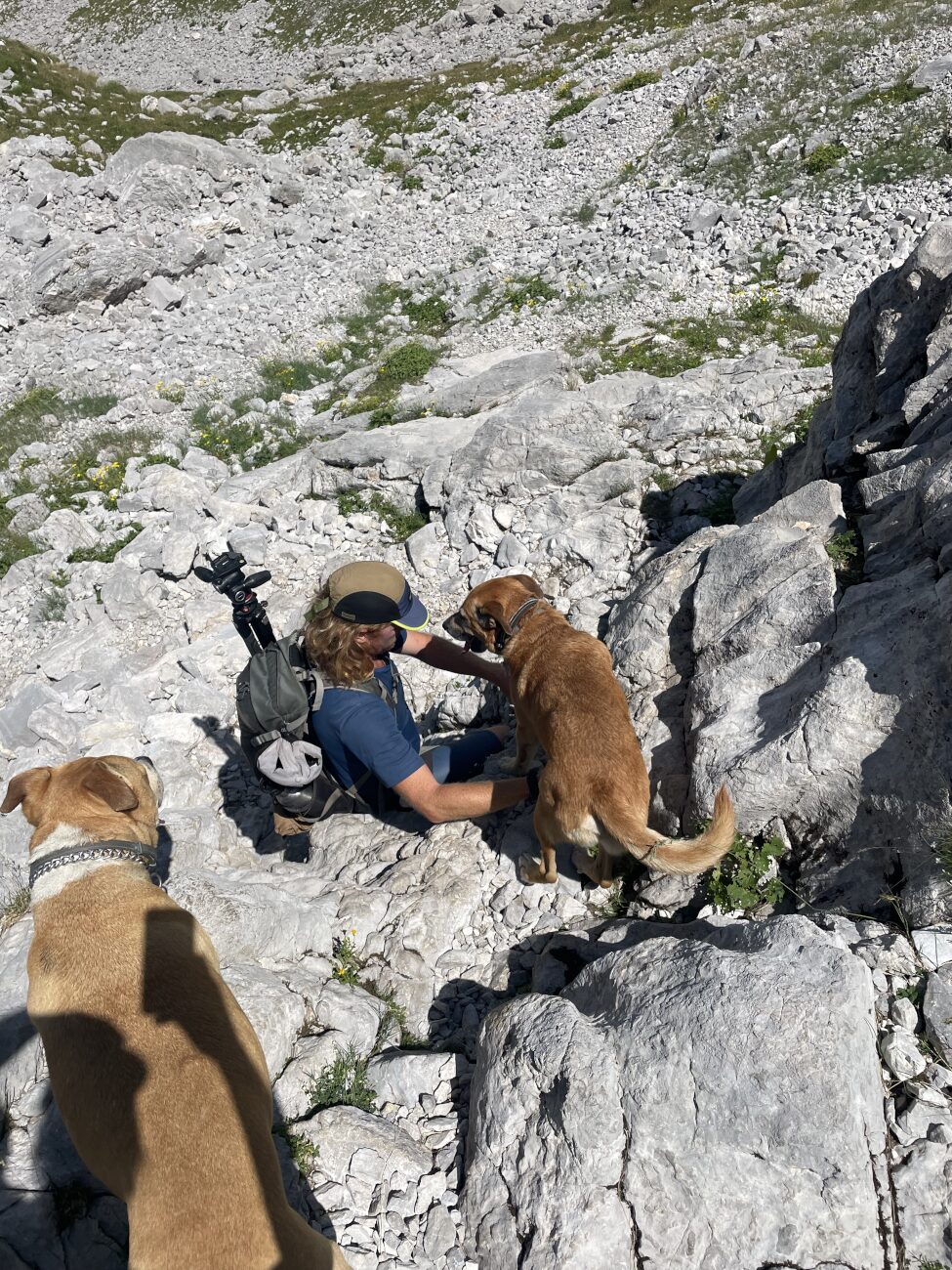 un homme et deux chiens descendent dans une randonnée au Monténégro