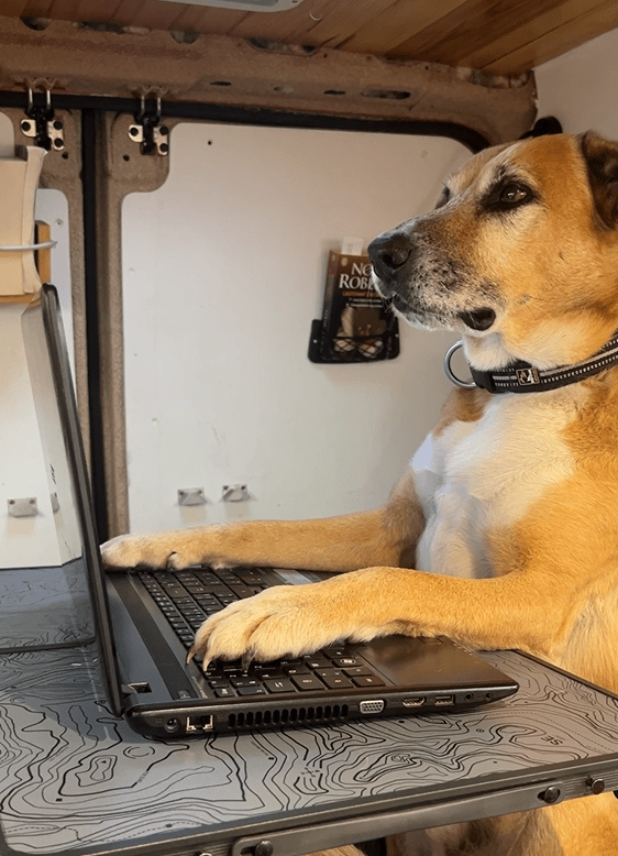 Chien en train d'écrire sur un ordinateur