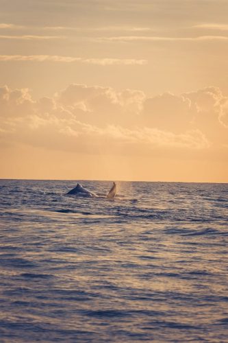 Baleines au moment d'un coucher de soleil à la Réunion.